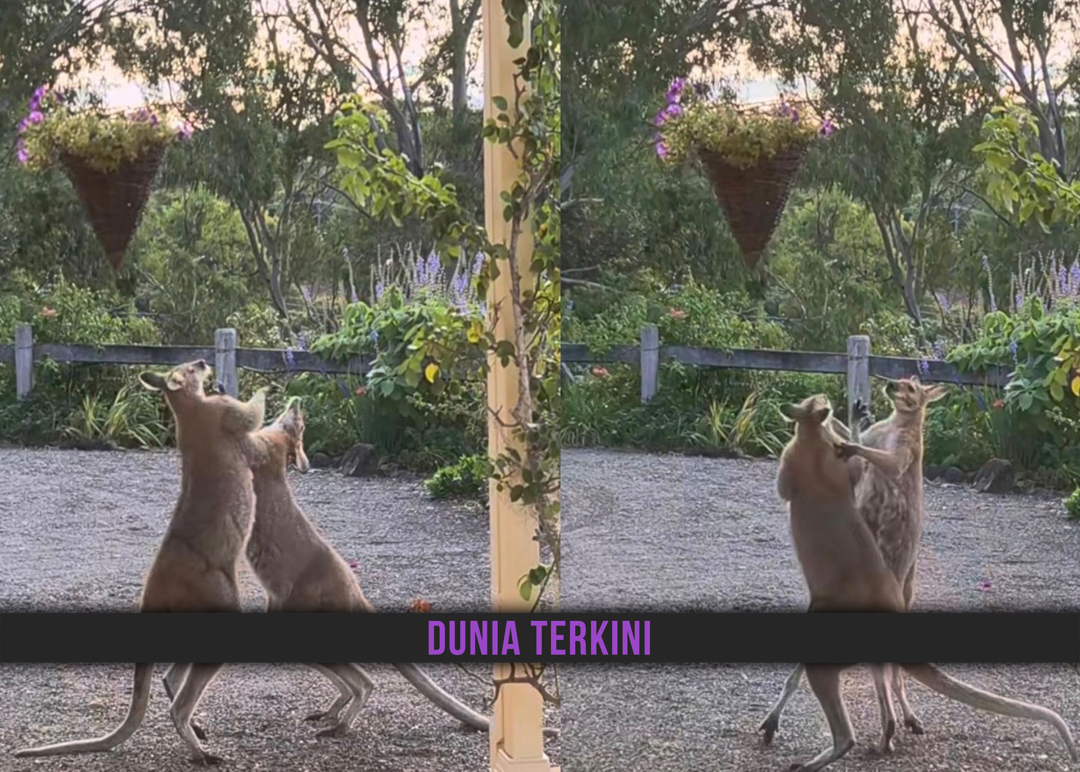 KANGGARU ‘BERTUMBUK’ CETUS GEMPAR