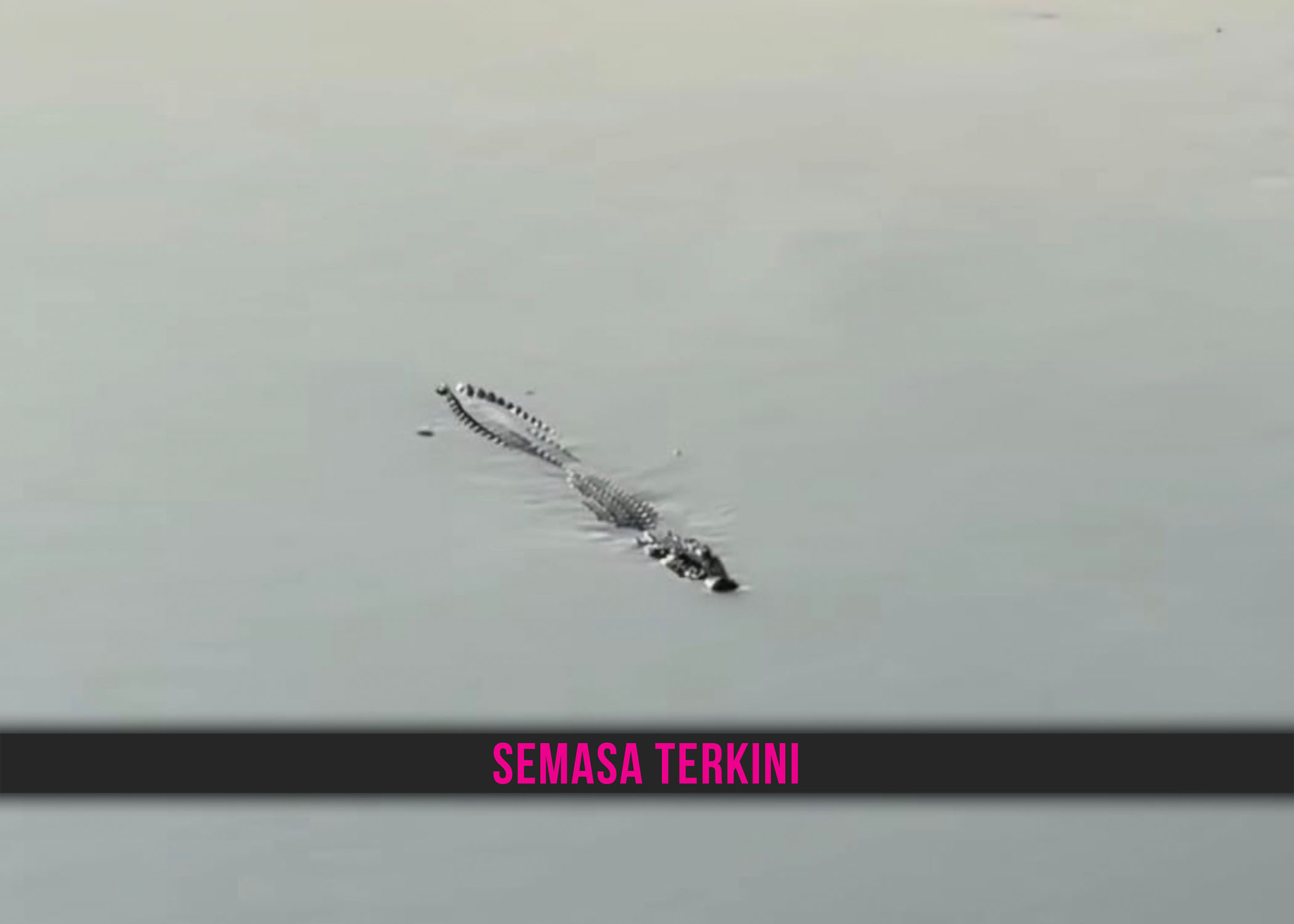 BUAYA GEGAR SHAH ALAM